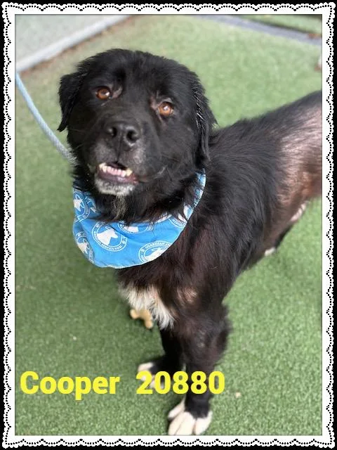 Cooper thumbnail 2