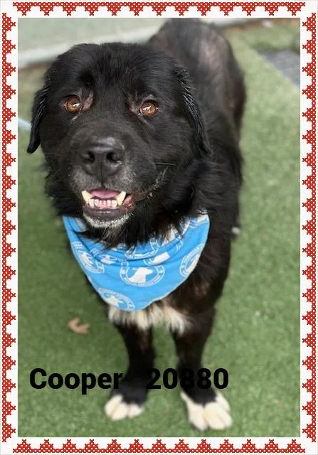 Cooper thumbnail 3