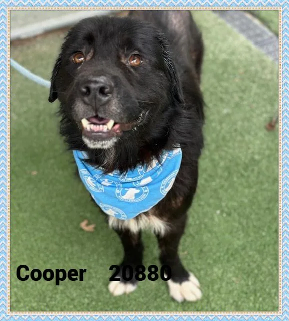 Cooper thumbnail 4