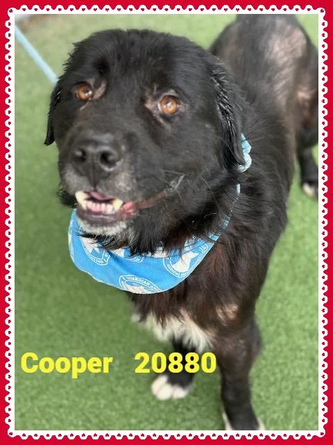 Cooper thumbnail 5