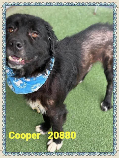 Cooper thumbnail 6