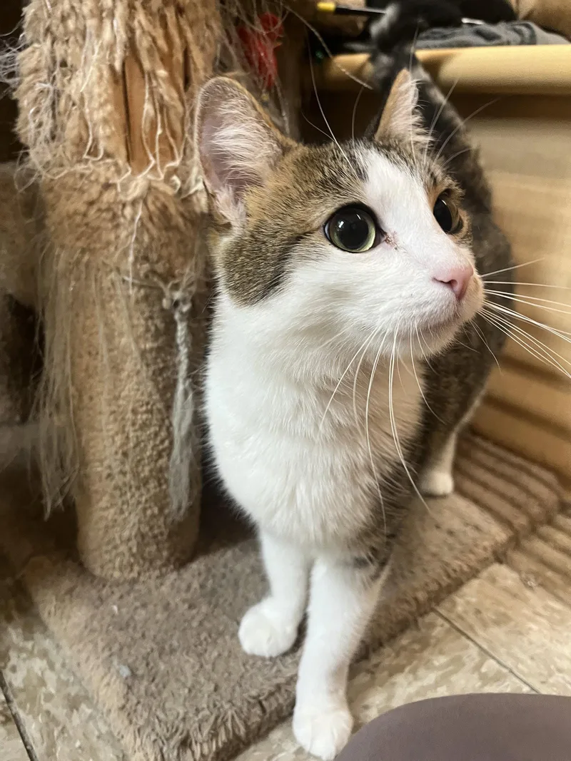 An adult medium-sized female Domestic Short Hair cat named Flossie for adoption in Wheaton, IL