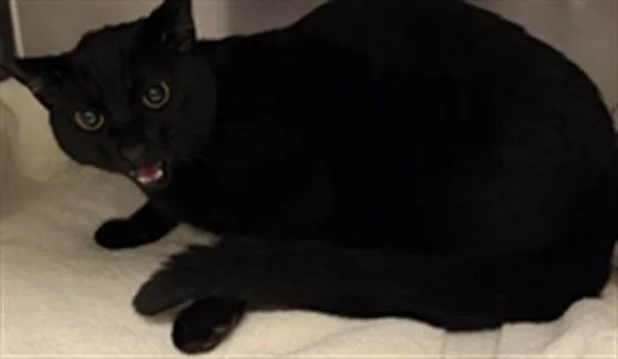 An adult large-sized female Domestic Short Hair cat named Huey for adoption in Los Angeles, CA
