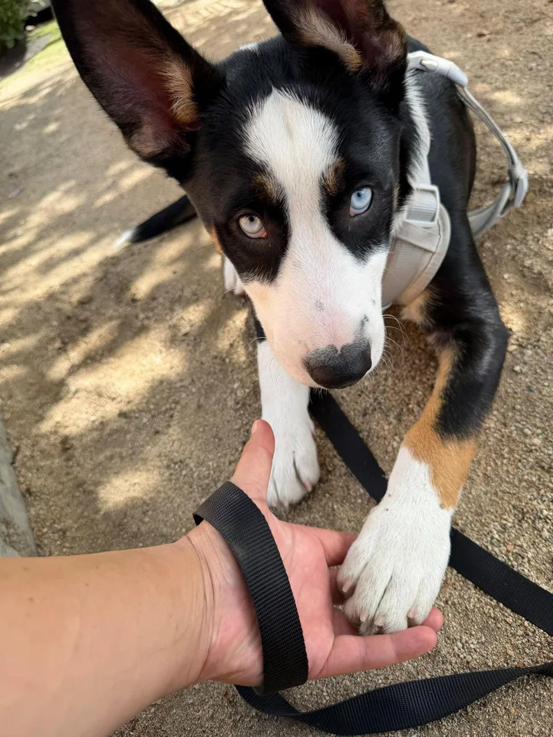 A baby medium-sized male Tricolor (Brown, Black, & White) Husky dog named Zephyr for adoption in Los Angeles, CA