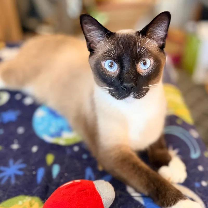 An adult large-sized male Seal Point Siamese cat named Monroe for adoption in Green Bay, WI