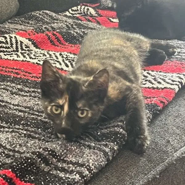 An adult medium-sized female Tortoiseshell Domestic Short Hair cat named Marley for adoption in Martinsville, IN