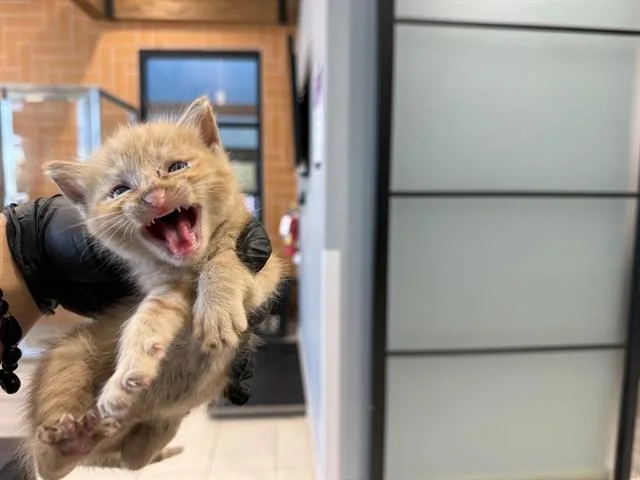 A baby small-sized female Domestic Short Hair cat named The Tickle Monster for adoption in Garland, TX