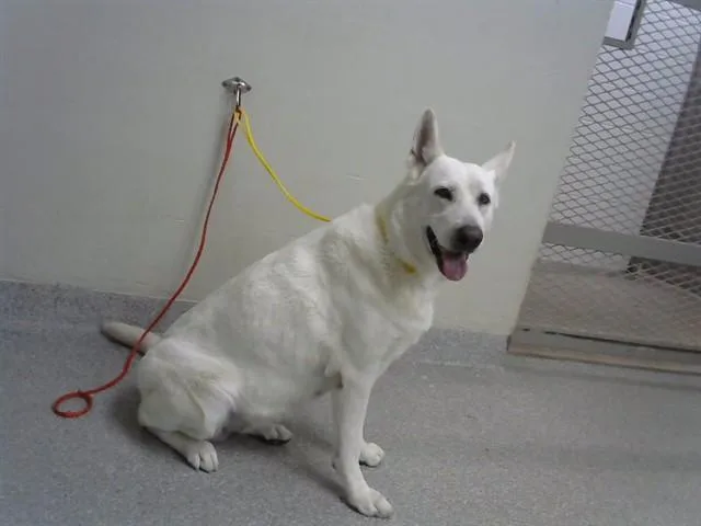 An adult large-sized female German Shepherd Dog dog named Snow for adoption in Pasadena, TX