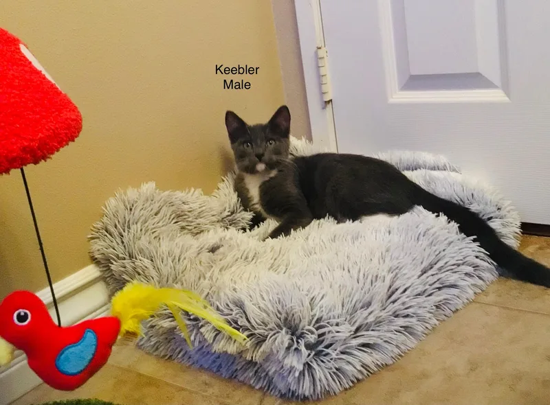 A baby small-sized male Gray & White Domestic Medium Hair cat named Keebler for adoption in Palmdale, CA