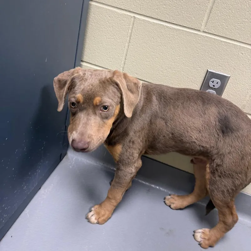 A baby medium-sized male Brown / Chocolate Mixed Breed dog named Strayslumpkinroad for adoption in Columbus, GA