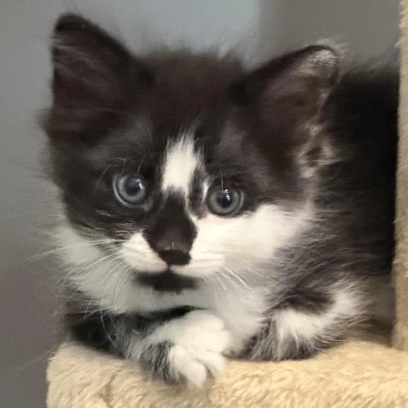 A baby small-sized male Black Domestic Short Hair cat named Hermes for adoption in Newark, NJ