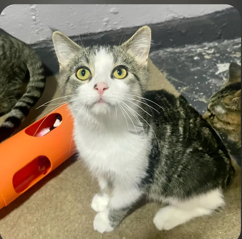 A baby medium-sized male Tabby (Brown / Chocolate) Domestic Short Hair cat named Clover for adoption in Benson, MN