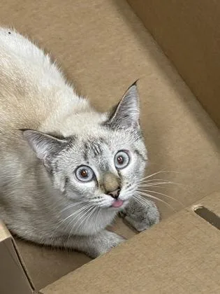 An adult small-sized female Domestic Short Hair cat named Sabine for adoption in West Chester, PA