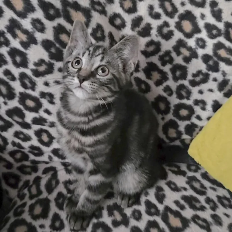 A baby small-sized male Buff / Tan / Fawn Domestic Short Hair cat named Cowboy for adoption in Wichita, KS