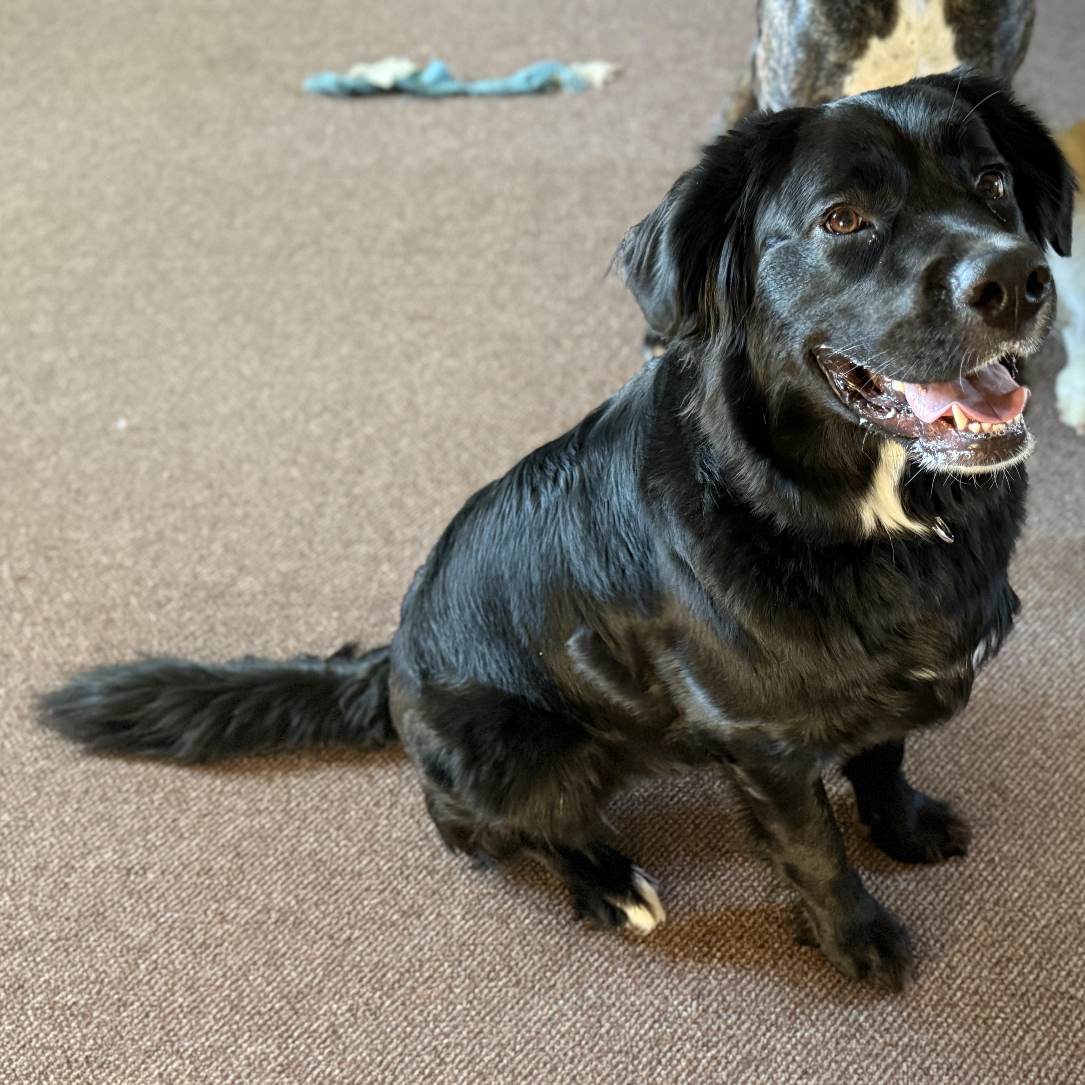 A young large-sized female Labrador Retriever dog named Marlow for adoption in Spring, TX