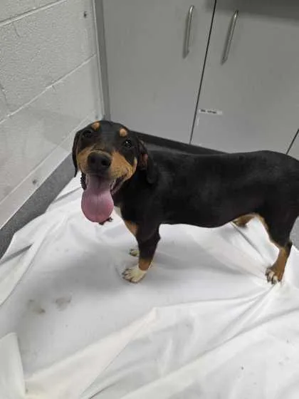 A baby medium-sized female Mixed Breed dog named Ester for adoption in Sevierville, TN