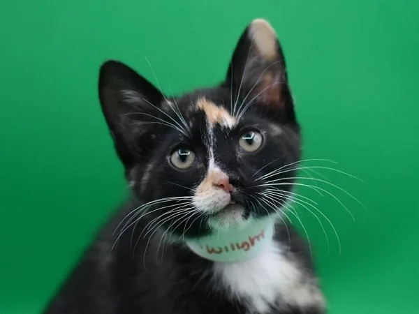 A baby small-sized female Domestic Short Hair cat named Twilight for adoption in Portland, OR