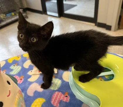 A young small-sized female Black Domestic Short Hair cat named Nightingale for adoption in Midland, VA