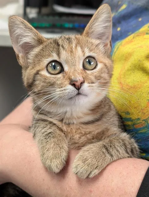 A baby small-sized female Domestic Short Hair cat named Wendy for adoption in Canfield, OH