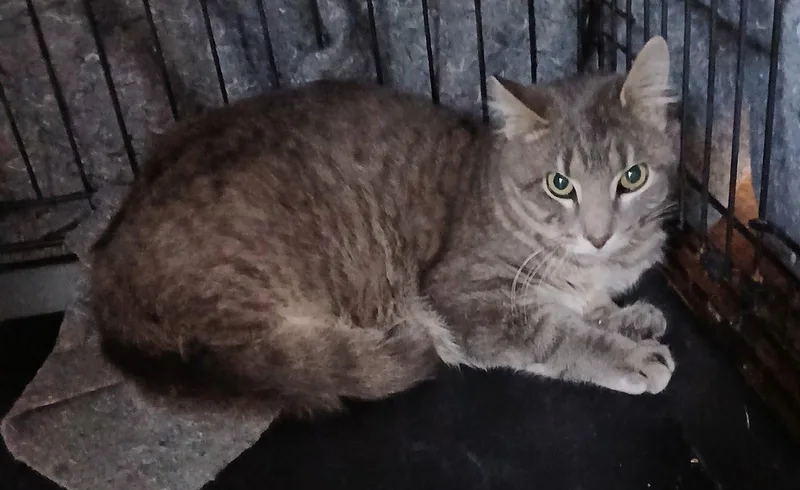 A young medium-sized male Domestic Short Hair cat named Grayson for adoption in Coralville, IA