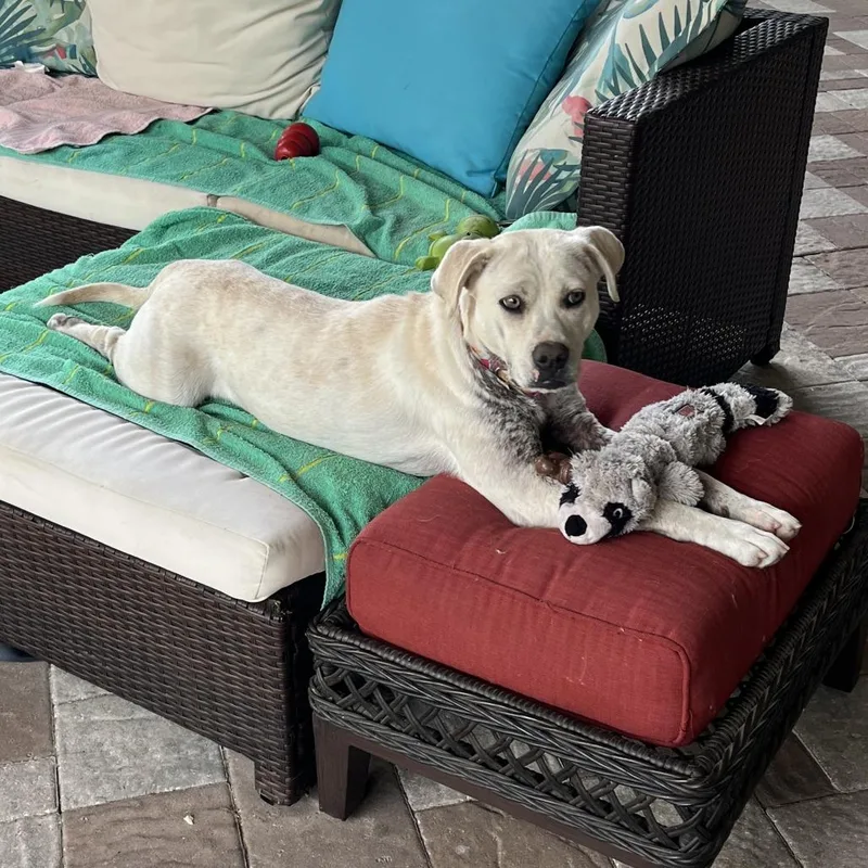 A young medium-sized female Yellow / Tan / Blond / Fawn Yellow Labrador Retriever dog named Lizzy for adoption in Gainesville, FL