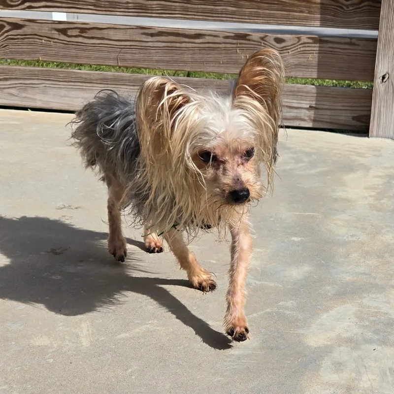 An adult small-sized male White / Cream Yorkshire Terrier dog named Lieutenant for adoption in Freeport, FL