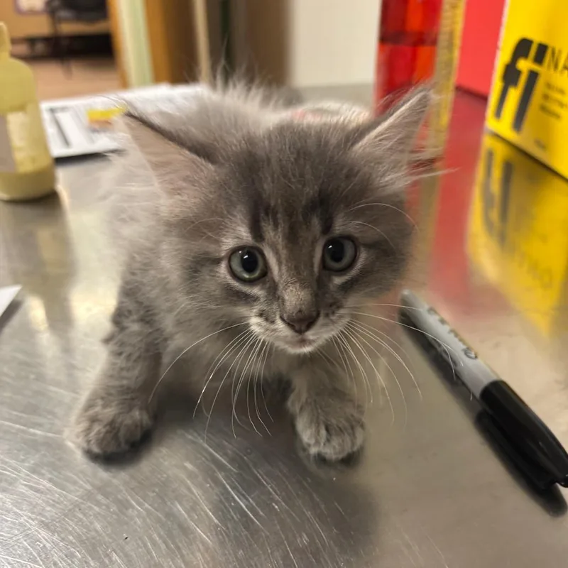 A baby small-sized male Domestic Long Hair cat named Pocket Lint for adoption in Ottawa, KS