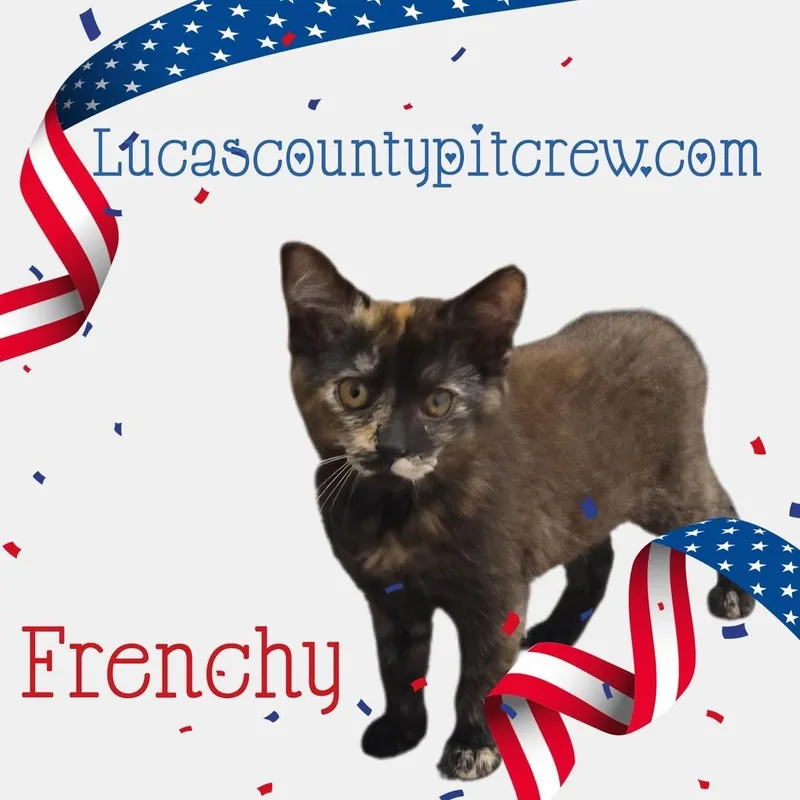 A baby medium-sized female Tortoiseshell cat named Frenchy for adoption in Toledo, OH