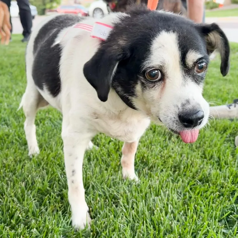 A senior medium-sized male Cattle Dog dog named Reed for adoption in Parker, CO