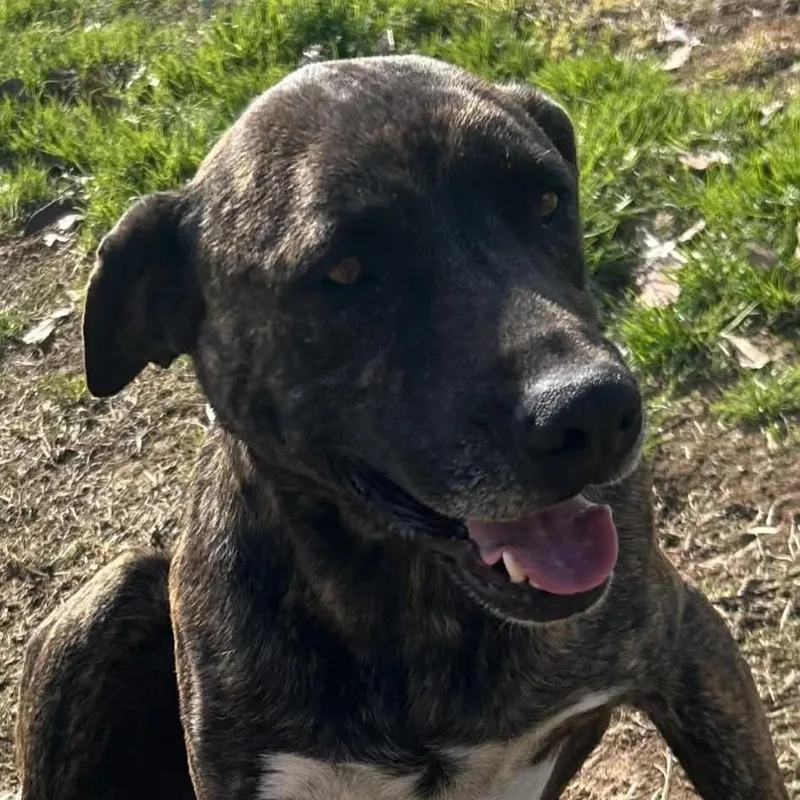 Butterball Bold thumbnail 5