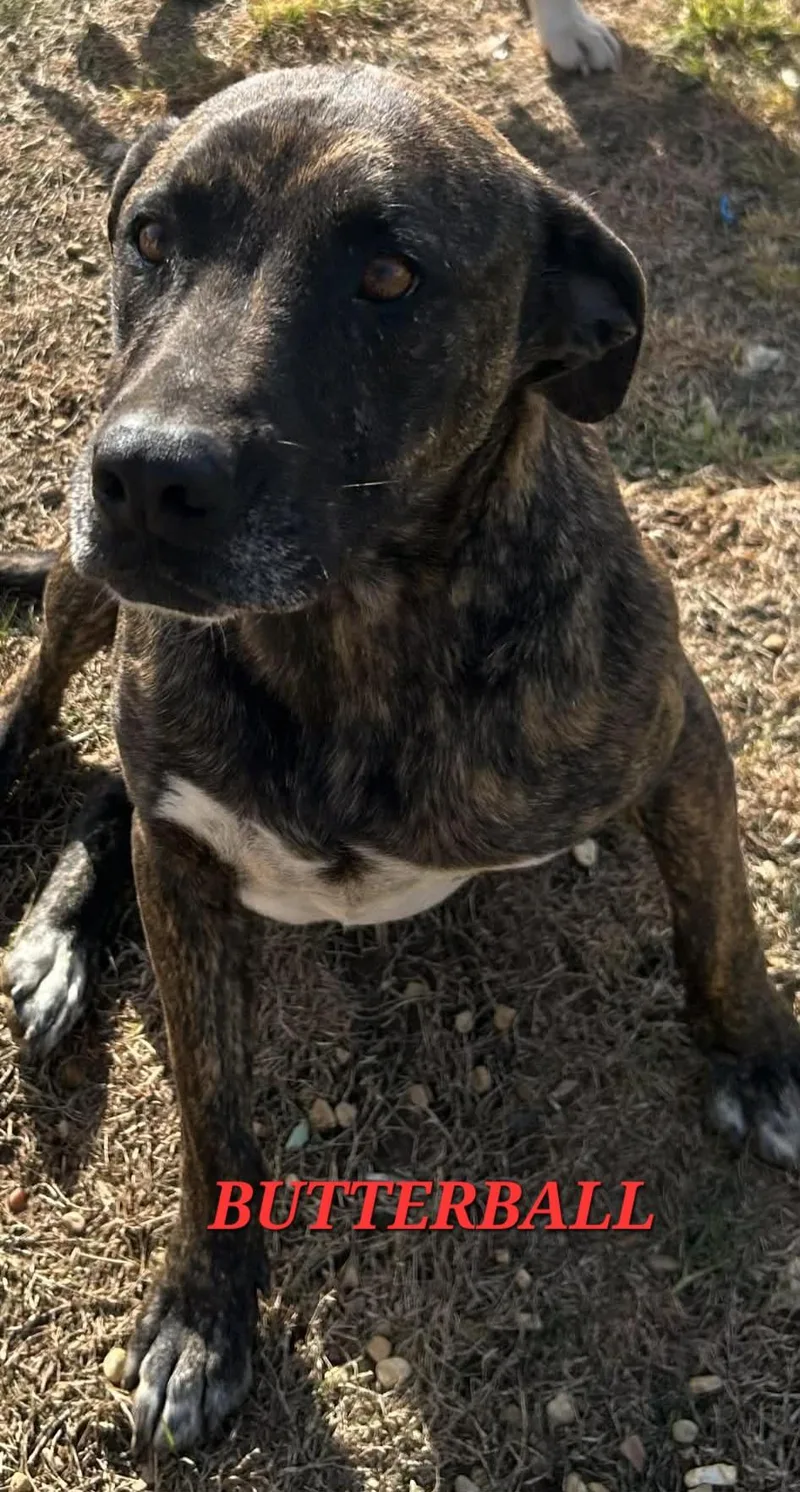 Butterball Bold thumbnail 6