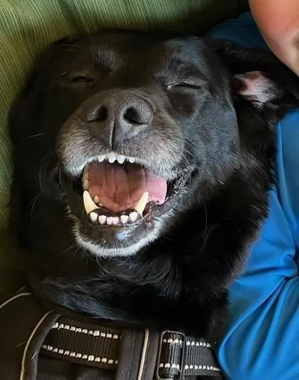 A senior large-sized male Black Labrador Retriever dog named Oliver for adoption in Indianapolis, IN