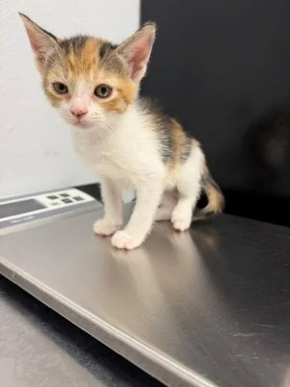 An adult small-sized female Domestic Short Hair cat named Bashful for adoption in Port Allen, LA