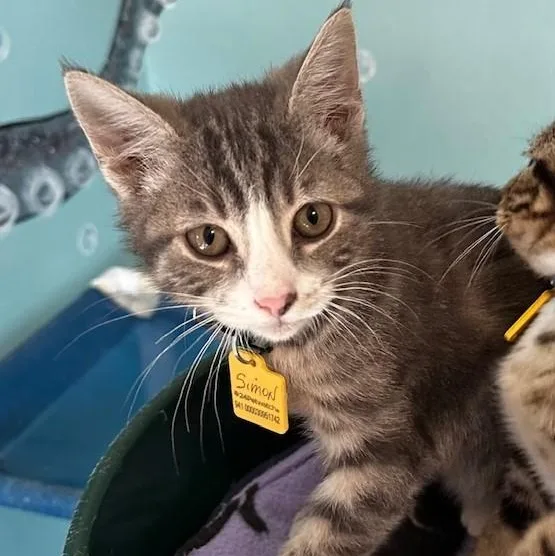 Simon  Affectionate And