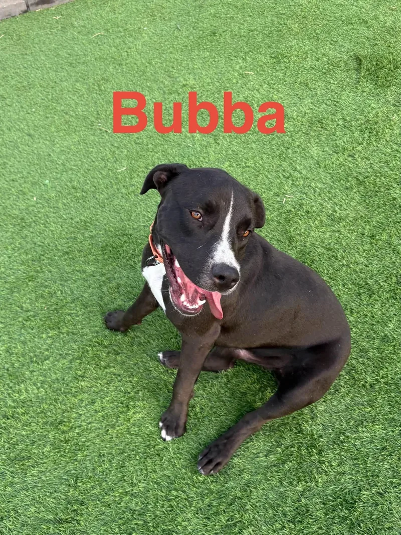 A young medium-sized male Pit Bull Terrier dog named Bubba for adoption in Ulysses, KS