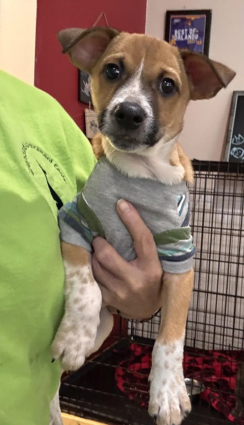 A baby small-sized female Jack Russell Terrier dog named Heddy FH for adoption in Sanford, FL