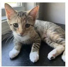 A young medium-sized female Domestic Short Hair cat named Gingy for adoption in Wilmington, NC