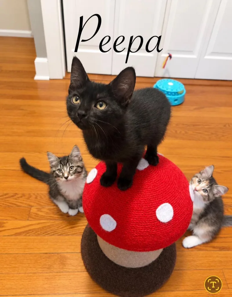 A baby medium-sized female Domestic Short Hair cat named Peppa for adoption in Naugatuck, CT