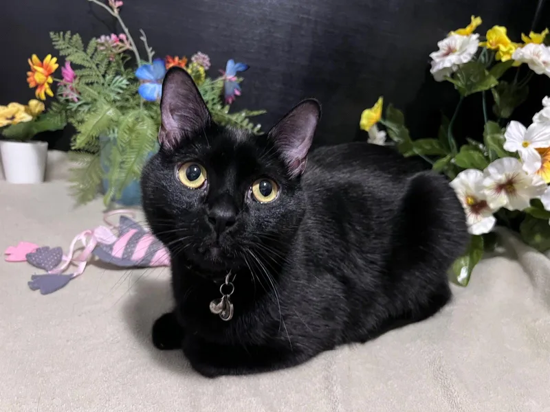 Wishbone thumbnail 2