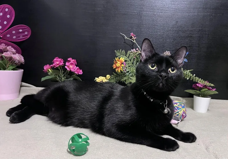 Wishbone thumbnail 3