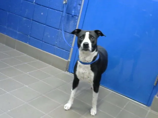 A young medium-sized female Pit Bull Terrier dog named Strawberry for adoption in Albuquerque, NM