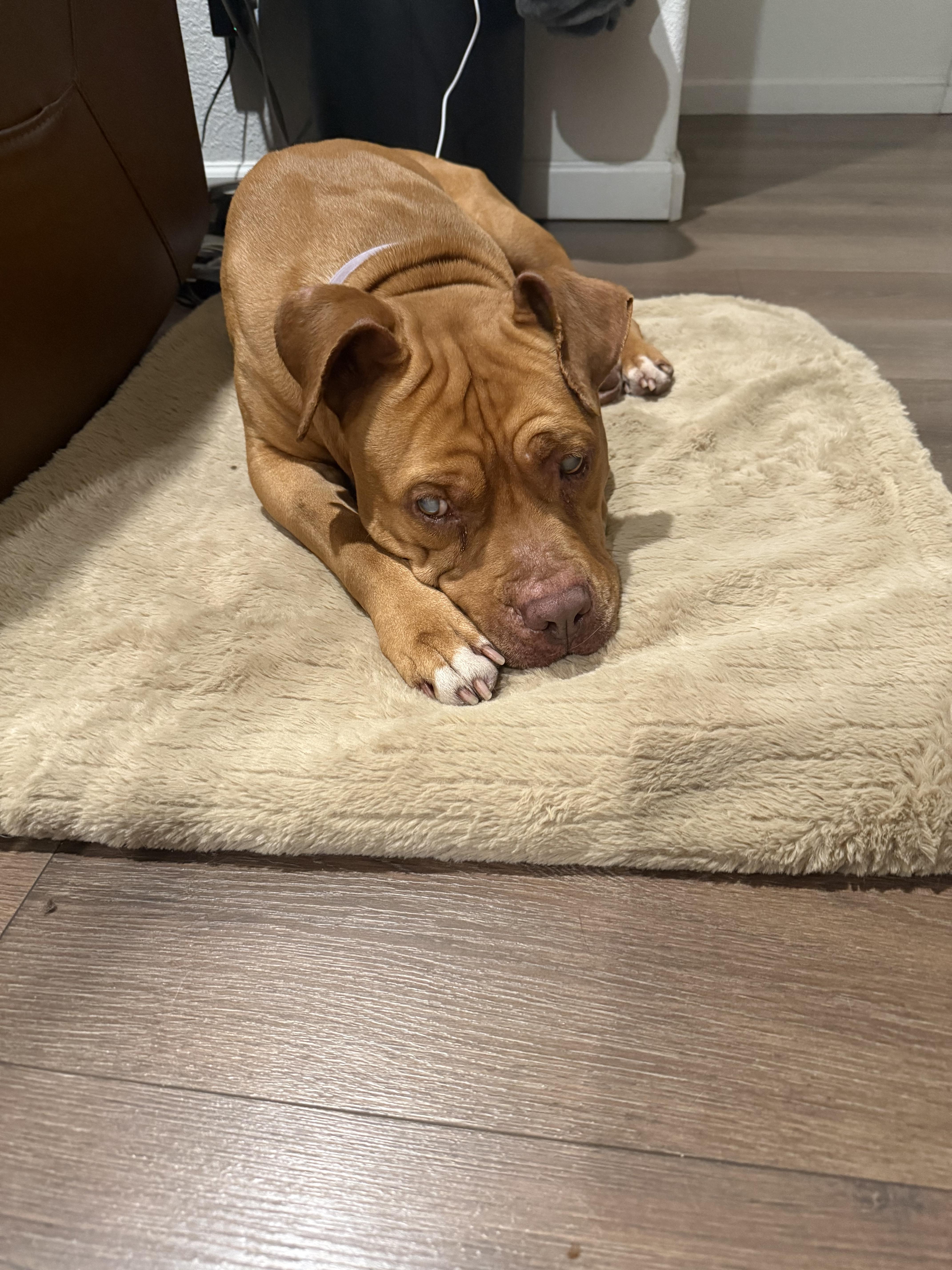 A senior large-sized male Pit Bull Terrier dog named Illumination for adoption in Tracy, CA