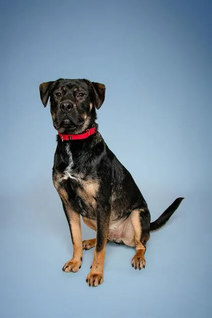 A young large-sized male Mixed Breed dog named Bionic Milo for adoption in Knoxville, TN