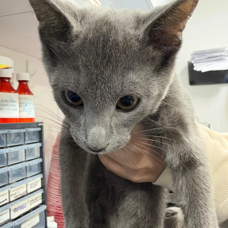 A baby medium-sized male Gray / Blue / Silver Domestic Short Hair cat named Kyng for adoption in Newark, NJ