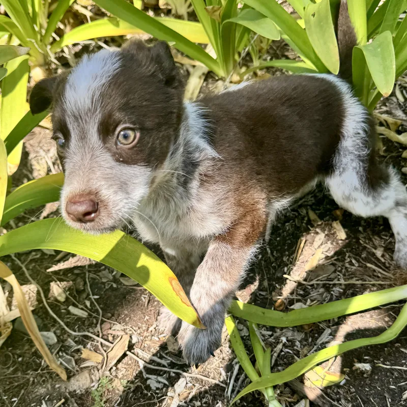 A baby medium-sized male Australian Shepherd dog named Chive for adoption in San Diego, CA
