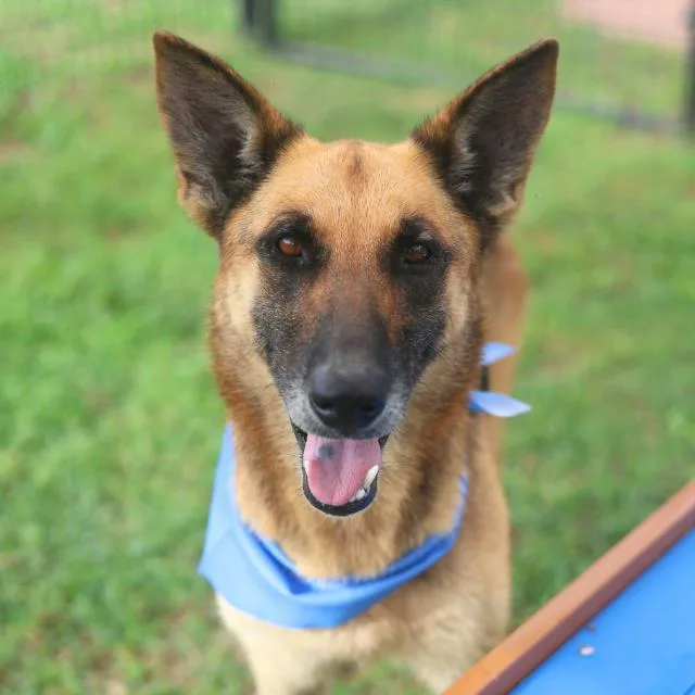 An adult large-sized female German Shepherd Dog dog named Sky for adoption in San Antonio, TX