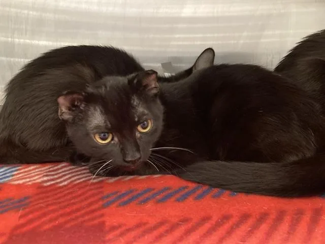 A baby small-sized male Domestic Short Hair cat named Curry for adoption in Tustin, CA