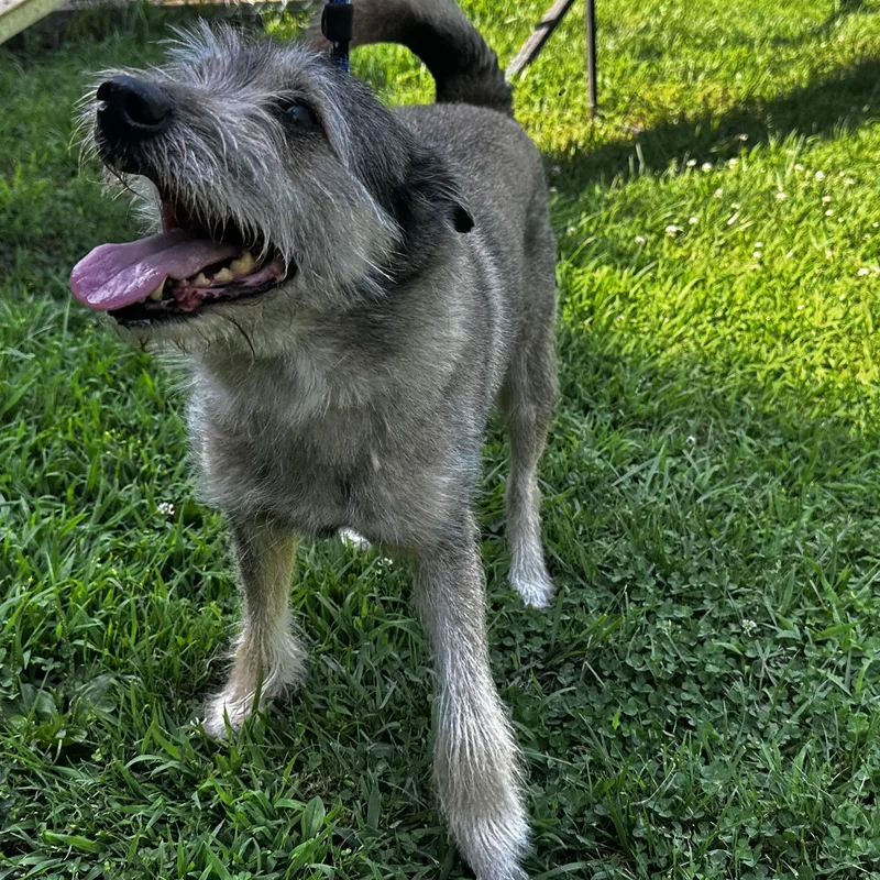 A senior medium-sized male Gray / Blue / Silver Fox Terrier dog named Diesel for adoption in Silver Spring, MD