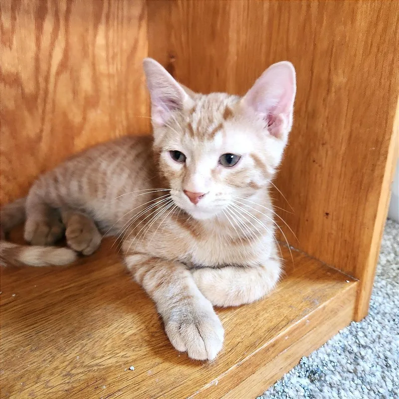 A baby small-sized male Orange / Red Domestic Short Hair cat named Fraser for adoption in Albert Lea, MN