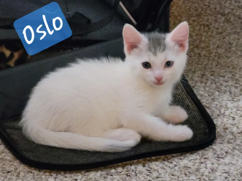 Oslo thumbnail 2